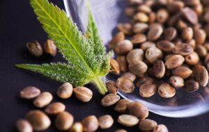 Overcoming Health Challenges: The Role Of A Marijuana Seed