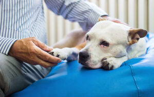 Why Do Dogs Suffer From Joint Pain?