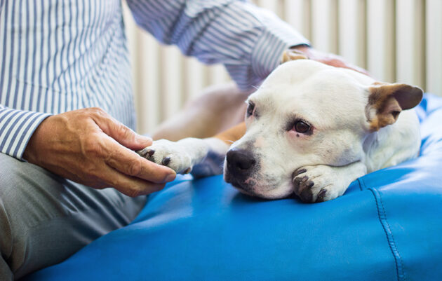 Why Do Dogs Suffer From Joint Pain?