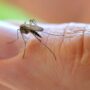 Alleviating the Sting: Basic First Aid for Insect Bites and Allergies